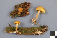 Gymnopilus penetrans image